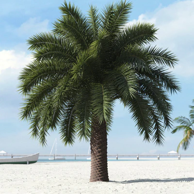 palm trees 011 — Descargar