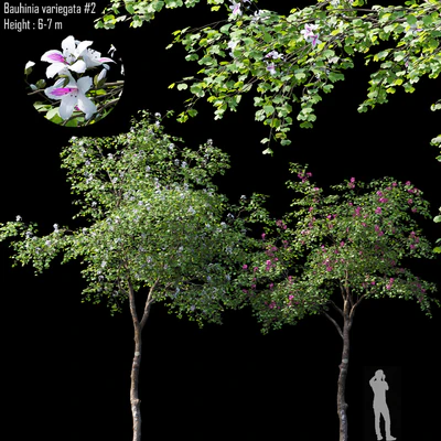 Bauhinia variegata #2 — Вид 1