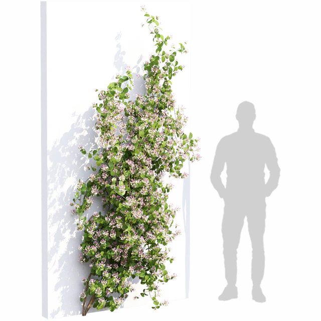 Lonicera flowering # 1 — Descargar