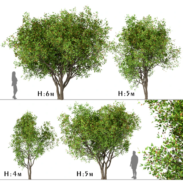 Set of Acer Ginnala Trees (Amur Maple) (4 Trees) — Скачать