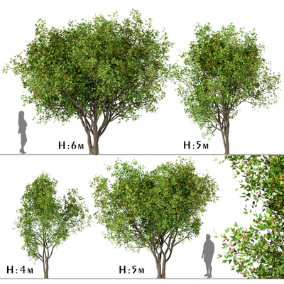 Set of Acer Ginnala Trees (Amur Maple) (4 Trees) — Вид 1