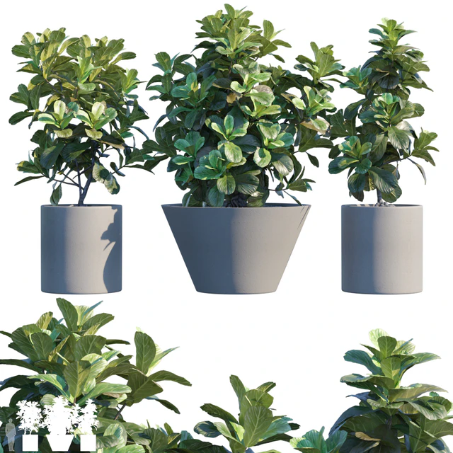 Plant in pots # 19: Ficus Lyrata | 3m — Descargar