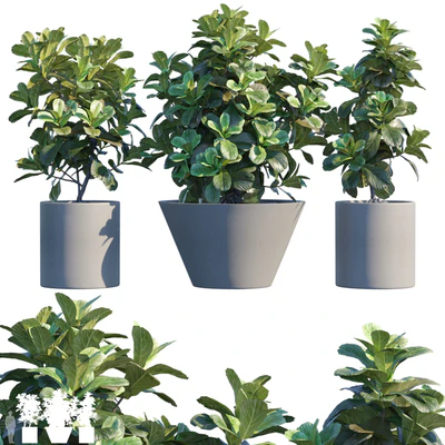 Plant in pots # 19: Ficus Lyrata | 3m — Ver 1