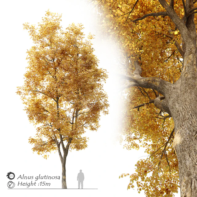 Alnus glutinosa (black alder) — Скачать