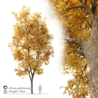 Alnus glutinosa (black alder) — Вид 1