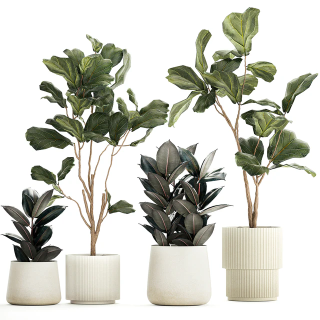 Set of beautiful trees in pots Ficus lyre, Ficus Lyrata and Ficus elastica, Ficus Robusta. 1244 — Descargar