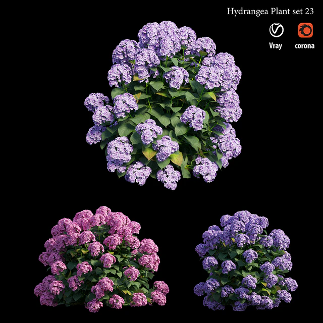 Hydrangea Plant set 23 — Скачать