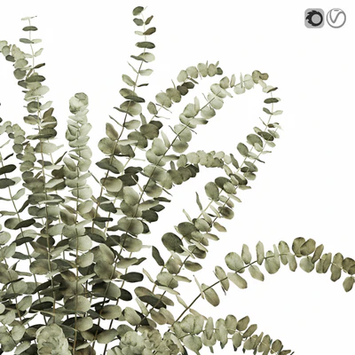 Eucalyptus 3 — View 2