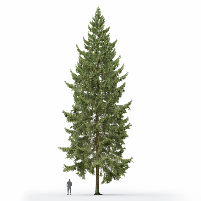 Spruce — Скачать