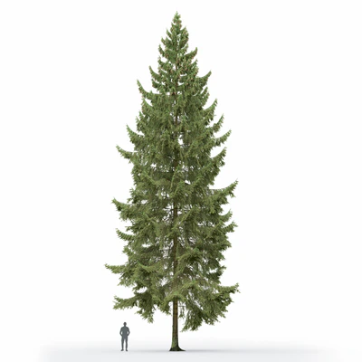 Spruce — Вид 5