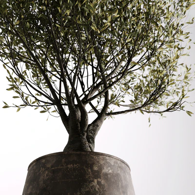 indoor plant set 09 — Вид 2