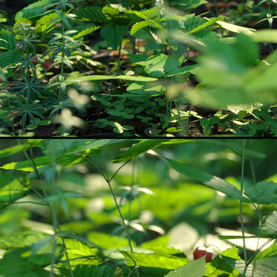 Forest grass — Ver 4