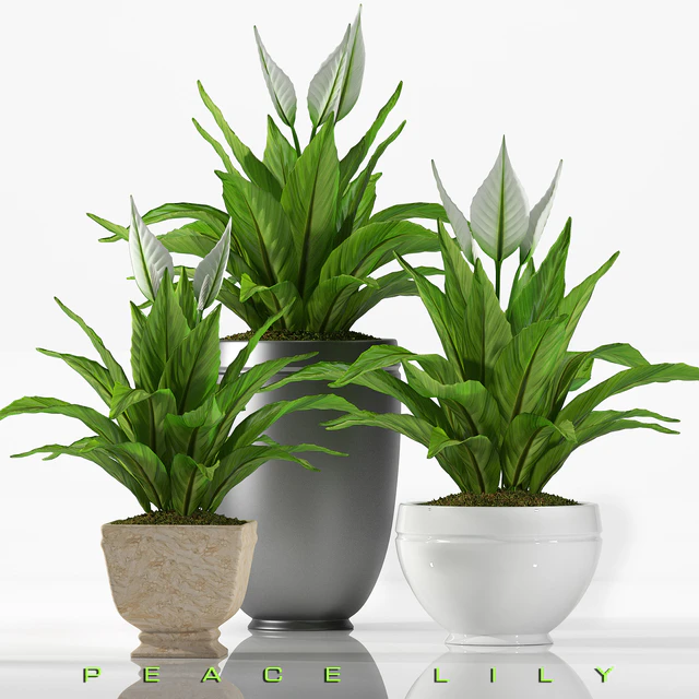 PEACE LILY 2 — Скачать