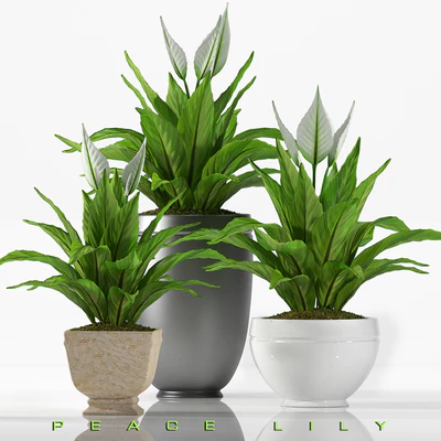 PEACE LILY 2 — Скачать