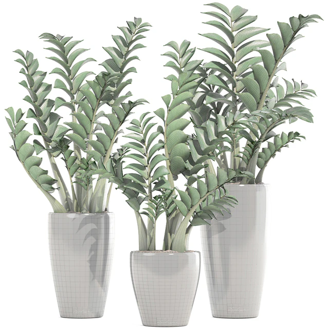 Collection of plants 192. Zamioculcas, flower, pot, bush, flowerpot, interior, decorative — Descargar