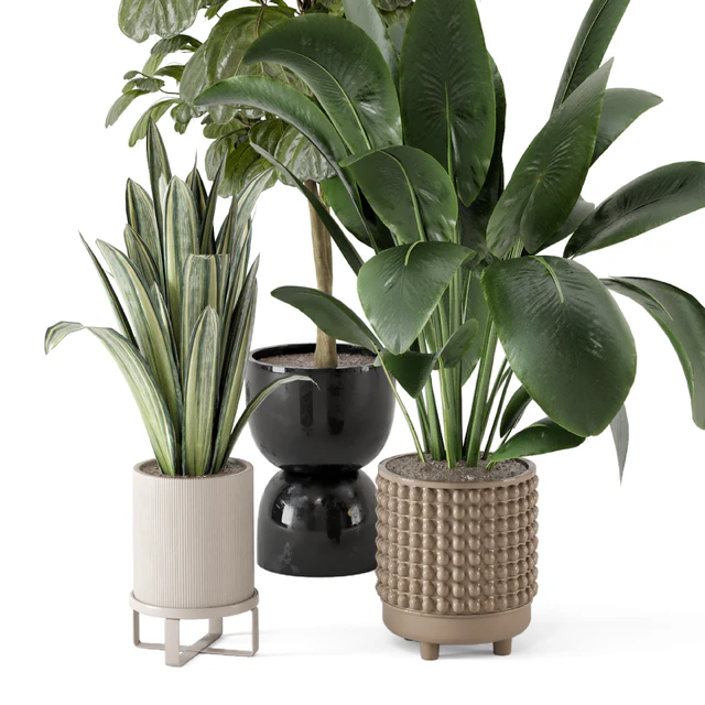 Indoor Plants in Ferm Living Bau Pot Large - Set 1044 — Descargar