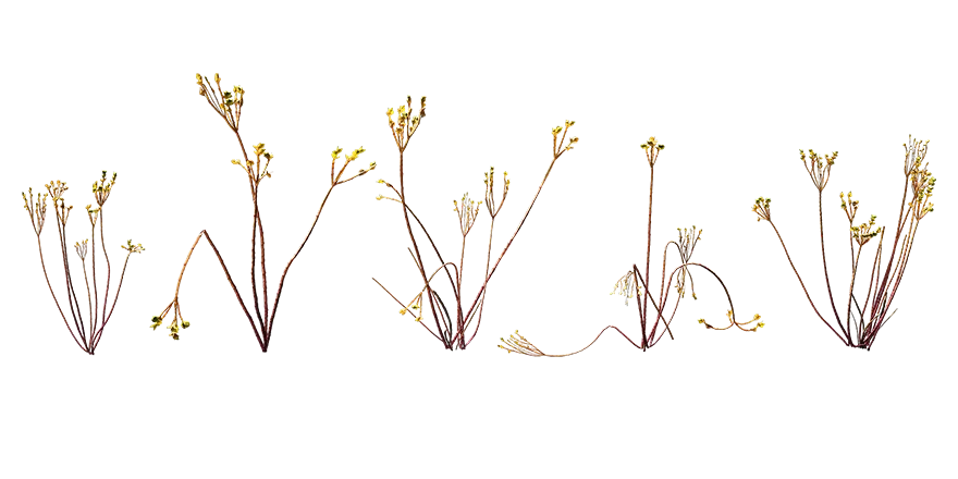 carnation weed 007 — Скачать