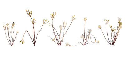 carnation weed 007 — Скачать