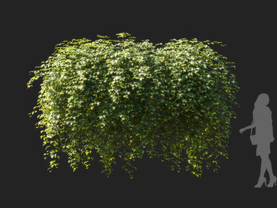 cissus rhombifolia 001 — Скачать