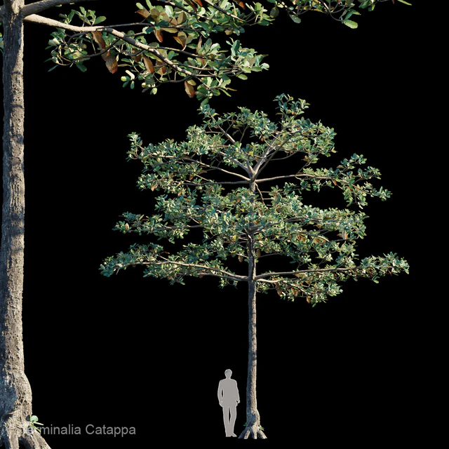 Terminalia catappa — Descargar