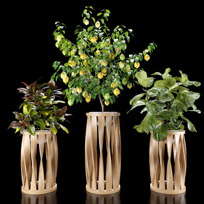 Plants set 5 (Croton, Ficus, Limon) — скачать