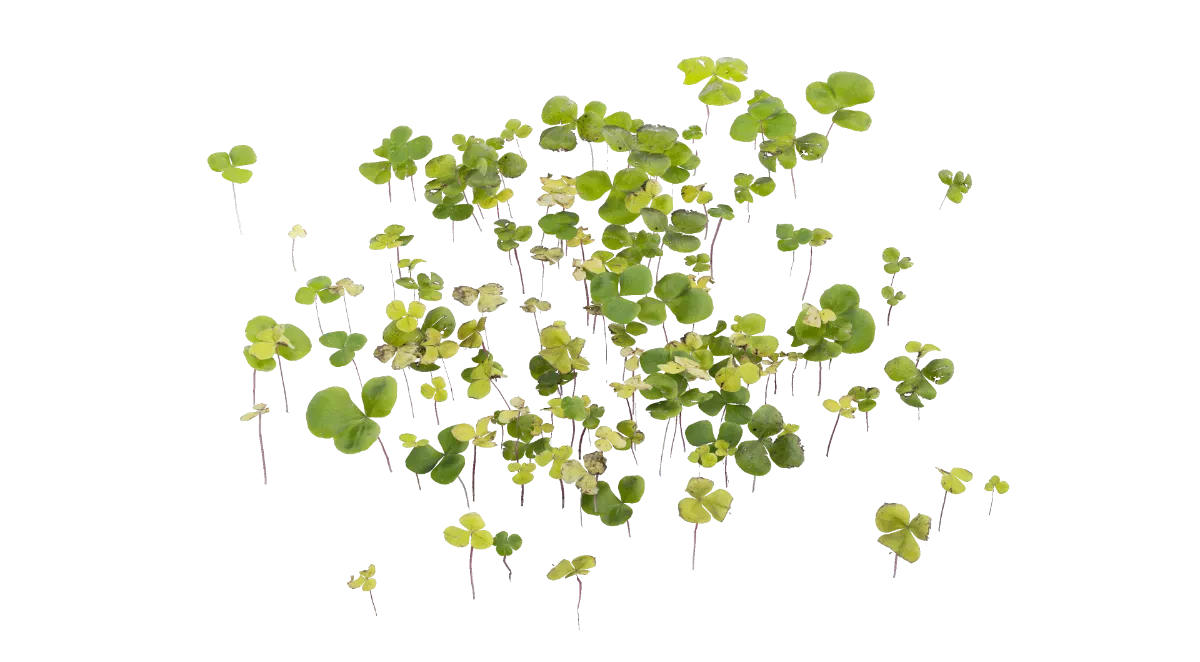 clovers 001 — Скачать