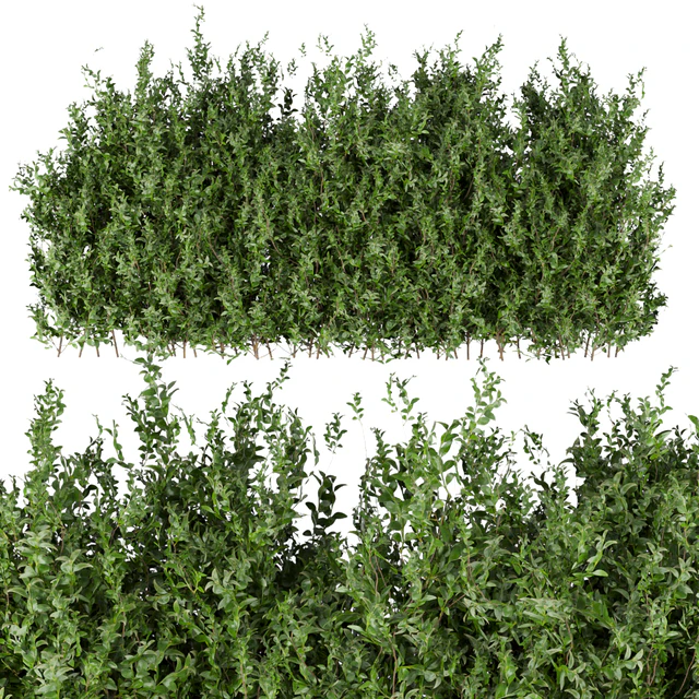 Collection plant vol 309 - bush - outdoor - leaf — Descargar