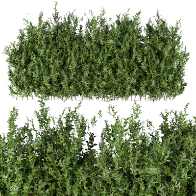 Collection plant vol 309 - bush - outdoor - leaf — Ver 5