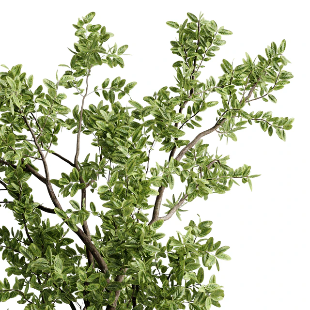 Ficus elastica branch in a metal pot - set indoor plant 618 — Скачать