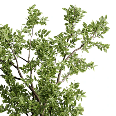 Ficus elastica branch in a metal pot - set indoor plant 618 — Вид 5