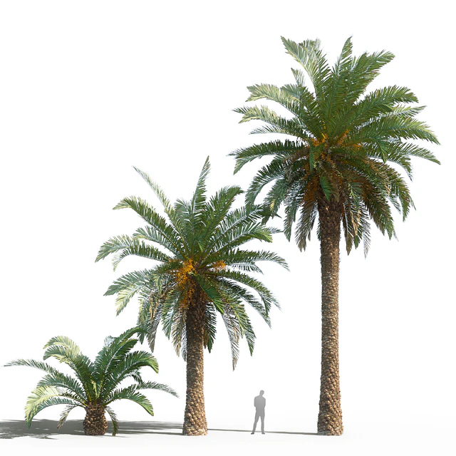 Phoenix canariensis (date canary) — Descargar