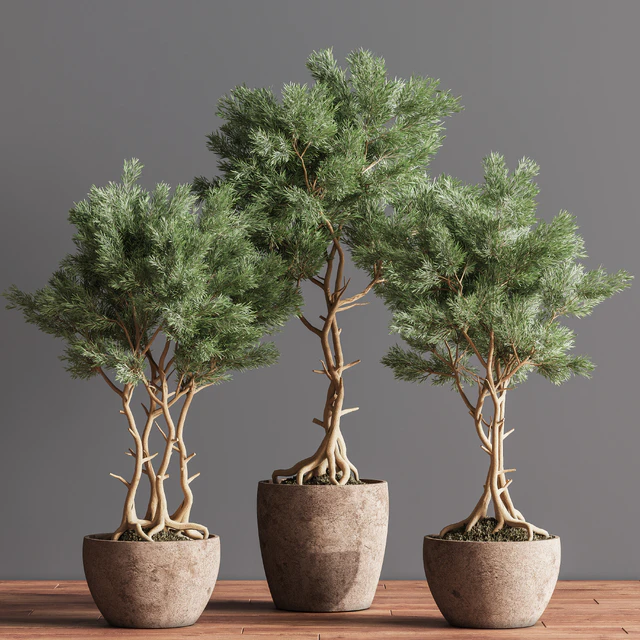 Indoor Plant Set 76 — Download