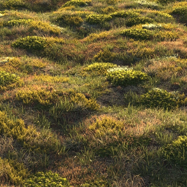 Forest grass — Скачать