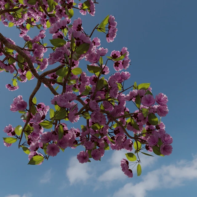Bonsai Sakura — Descargar
