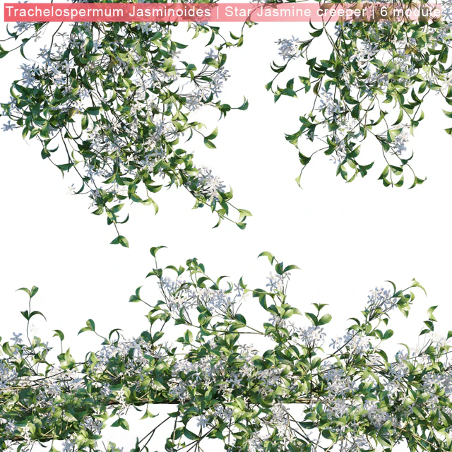 Trachelospermum Jasminoides | Star Jasmine creeper | 6 module — Скачать