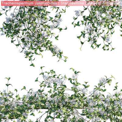 Trachelospermum Jasminoides | Star Jasmine creeper | 6 module — Вид 3