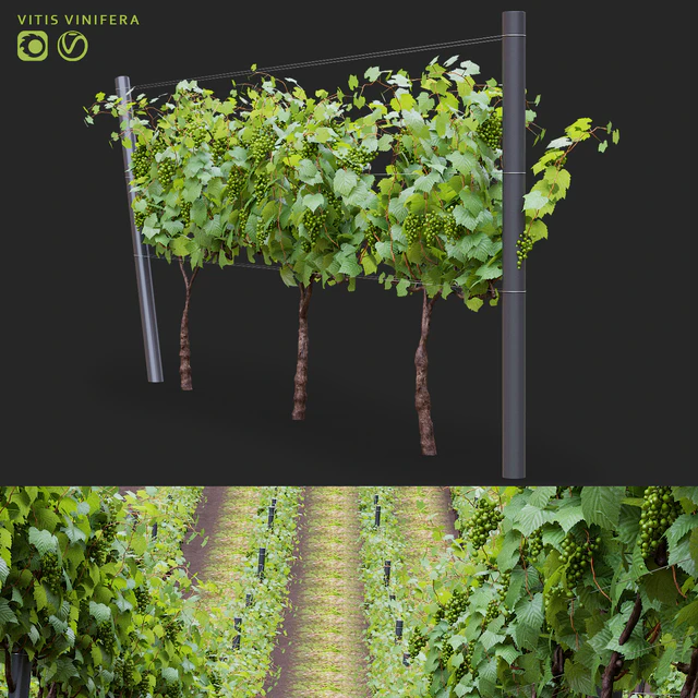 Виноград культурный | Vitis vinifera — Скачать