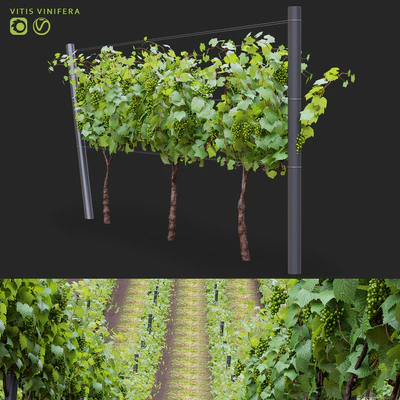 Виноград культурный | Vitis vinifera — Вид 1
