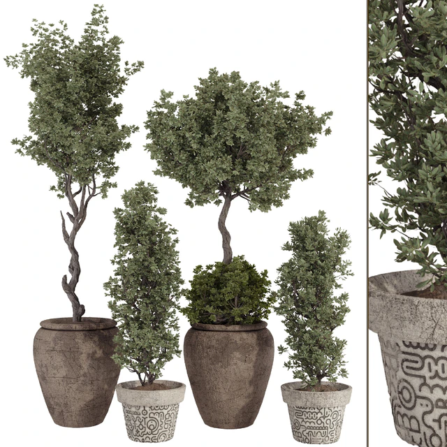 Indoor Bohemian Olive Bonsai Tree and Bush in Pottery Pot 199 — Скачать
