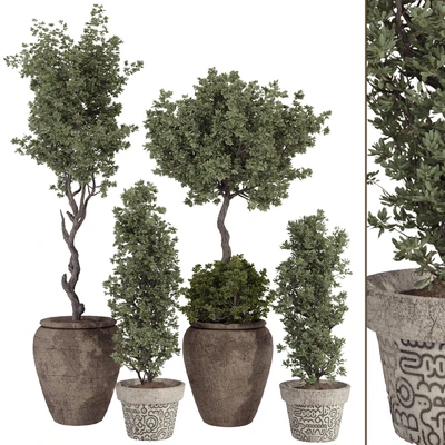 Indoor Bohemian Olive Bonsai Tree and Bush in Pottery Pot 199 — Вид 1
