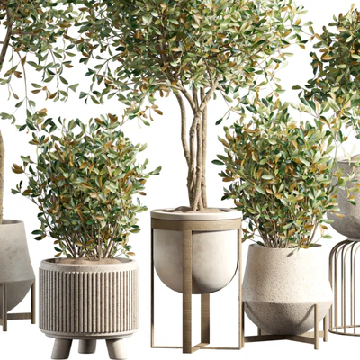 indoor plant 294 — Ver 4