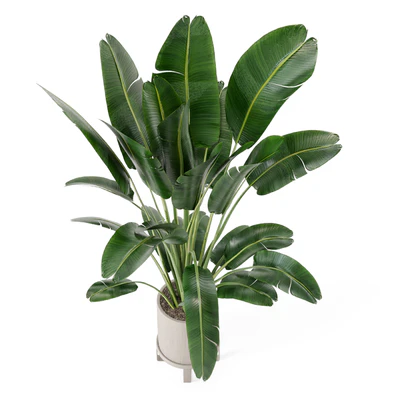 Indoor Plants in Ferm Living Bau Pot Large - Set 173 — Вид 3