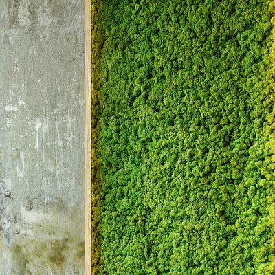 Moss wall — Вид 3