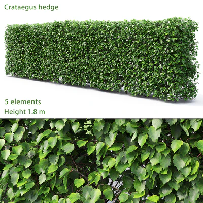 Crataegus hedge # 2 (1.8m) — Ver 1