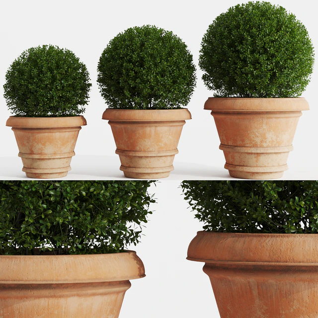 Boxwood evergreen in clay pots — Descargar