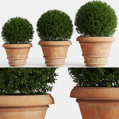 Boxwood evergreen in clay pots — Ver 1