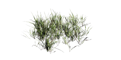 grass clumps 004 — Скачать