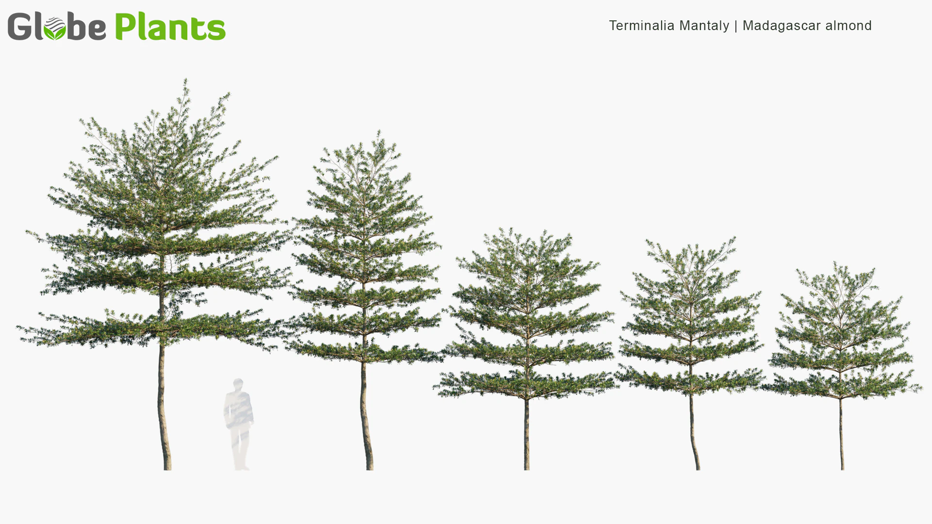 terminalia mantaly — Download
