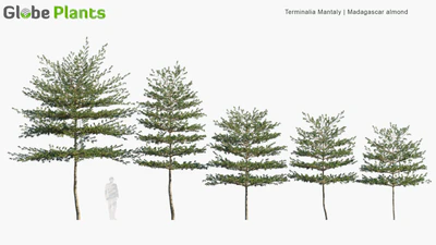 terminalia mantaly — download