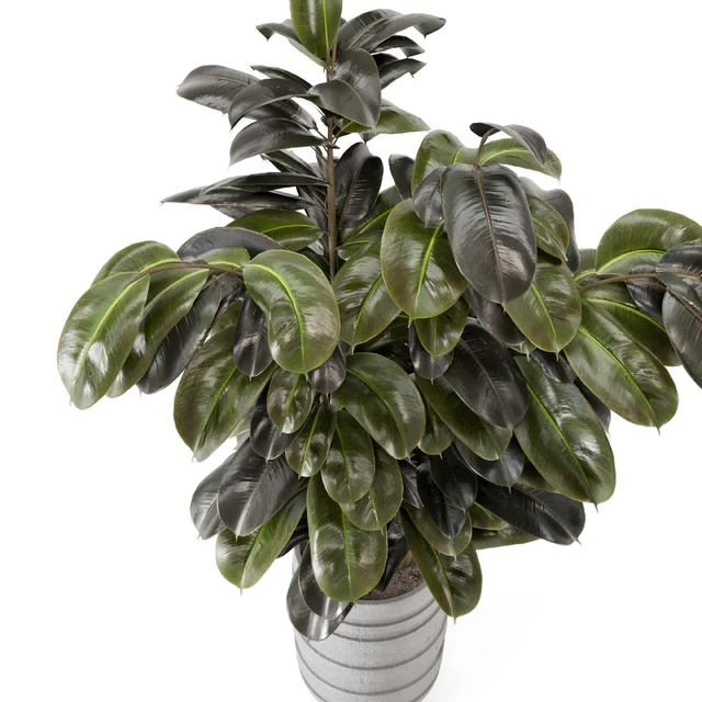 Indoor Plants  in rusty Concrete Pot - Set 549 — Скачать